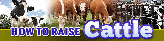 How To Raise Cattle