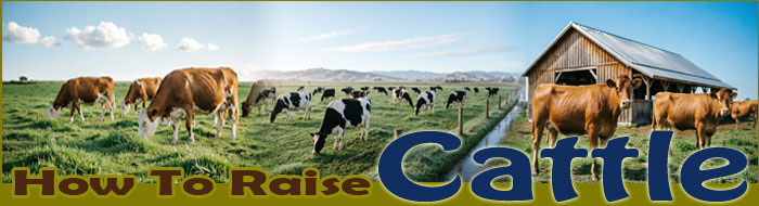 How To Raise Cattle